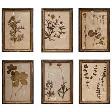 19th Century French Framed Botanical Specimens Framed Botanicals Diy Gallery Wall Botanical Wall Art