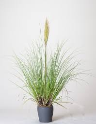 Kleines Pampasgras Pumila Cortaderia Selloana Pumila Gunstig Online Kaufen Pampasgras Ziergras Gras