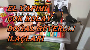 Guvercin Icin En Iyi En Ucuz Ilac Nasil Yapilir Youtube