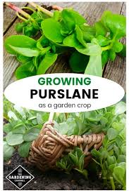 How to plant the plant (in the ground or seedlings) by the way, to be the container with the plant needs in a warm place with a temperature below twenty degrees celsius. How To Grow Purslane Gardening Channel