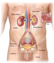 Perhaps it might be of some comfort for you to know that you are not alone. Anatomy Lower Left Abdomen Anatomy Drawing Diagram
