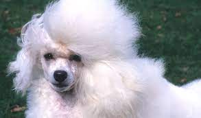 10 standard poodle puppies for sale 7 boys and 3 girls they are a mixture of white and beige. Toy Poodle Dog Breed Information