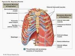 You Work These Muscles 23 000 Times A Day On Average But Chances Are You Re Using Them Incorrectly Abs Workout Sternocleidomastoid Muscle Pectoralis Muscles