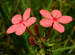 Image result for Otomeria