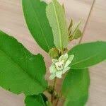 Image result for Paropsia