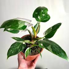 Philodendron White Princess Large Philodendron And Monstera Nelumbogarden In 2020 Plants Planting Herbs Snake Plant Indoor