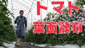 5 18 アスパラネット張りとトマト葉面散布377 Youtube