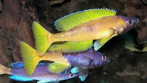 Cyprichromis Lrptosoms Kitumba African Cichlid Aquarium Cichlid Aquarium Cichlids