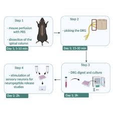 16 ratings 4.4 out of 5 star rating. Protocol For Dissection And Culture Of Murine Dorsal Root Ganglia Neurons To Study Neuropeptide Release Sciencedirect