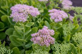 Maybe you would like to learn more about one of these? Sedum Plant Care Growing Guide