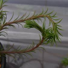 Image result for Aeollanthus subacaulis