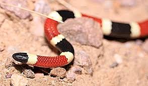 Les Serpents Venimeux Du Nouveau Mexique 2020 Il possède un des venins les plus puissants de tous les serpents. les serpents venimeux du nouveau