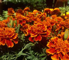 Because of this, you should never touch or eat a flower, or berry you do not have adequate knowledge of. Edible Marigolds Orchard Nursery