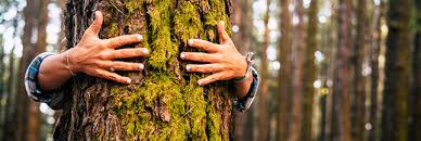 Il est vrai qu'il est de plus en plus tentant de préserver la nature. Cicatriser Un Arbre Naturellement Et Nettoyer Le Tronc D Arbre Fruitier