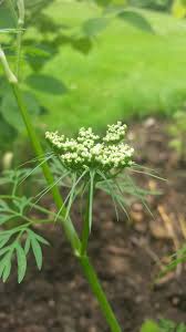 Image result for Physotrichia