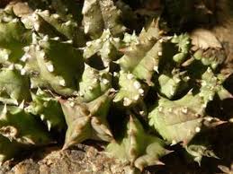 Image result for Huernia erectiloba
