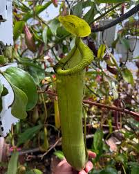 Image result for Nesaea spathulata