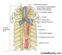 Find out more about the individual muscles. The Powerpoint File Pptx Dr Luma Alallaf Muhadharaty
