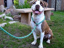 Si quieres adoptar a alguno de nuestros perros o gatos, llámanos para poder asesorarte adecuadamente en este teléfono: Este Sabado Puedes Adoptar Una Mascota Gratis En El Condado De Los Angeles Univision 34 Los Angeles Kmex Univision