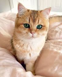 Meet Pumpkin The Cutest Black Golden Ticked British Shorthair Cat British Shorthair Cats Cats Cute Cats