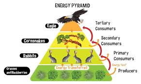 Is A Rabbit A Primary Consumer? + Difference Between Consumer And Producer  | Primary Consumer, Food Animals, Rabbit Feeding