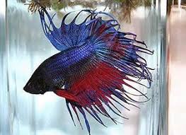 If your crowntail betta is overly aggressive (e.g. Bettas Crown Tail Betta Multi Colored Shop Our Online Fish Store Today The Ifish Store