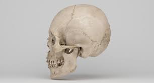 Real Human Skull Scan 3d Model Real Human Skull Human Skull Skull