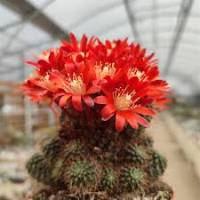 Image result for Clutia hirsuta