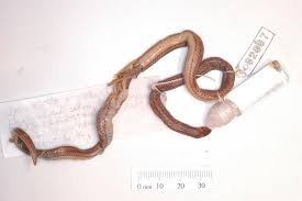 Image result for Atractus modestus