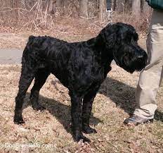 Just like humans, most black schnauzer hair will lighten to a dark gray when they get older. Giant Schnauzer Dog Breed Information And Pictures