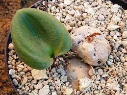 Image result for Eriospermum