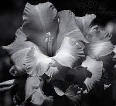 Gladiolus Flower Black And White Yahoo Image Search Results Gladiolus Flower Fine Art Photo Botanical Flowers