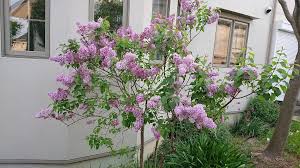 ライラック シンボル ツリー