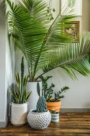 Senyawa benzena biasanya ditemukan pada cat rumah dan pembersih kimia tertentu. 10 Tanaman Pembersih Udara Yang Anda Butuhkan Di Rumah Toko Mebel Sabar