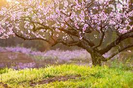 Check spelling or type a new query. Yard And Garden Handling Early Flowering Trees And Shrubs In Freezing Temperatures News
