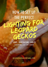 How To Set Up The Perfect Leopard Gecko Lighting Leopard Gecko Leopard Gecko Food Gecko Habitat