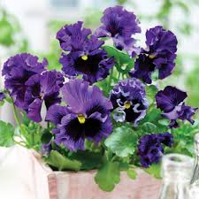 Image result for Viola x wittrockiana `Hiemalis`