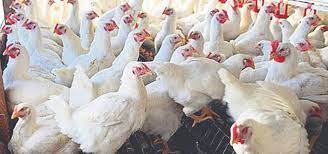 Learn about vaccination, transmission, treatment, prevention, and prognosis. Bird Flu In Kathmandu Valley About 1 500 Birds Culled In Nakhu