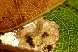 Image result for Stigmella roborella