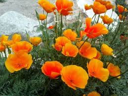 Please call us to discuss our complete product and service offerings and how we can meet your needs. Franklin Mountain Poppies El Paso Texas El Paso Flower Landscape Bloom Where You Are Planted