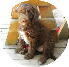 Browse our network of aussiedoodle breeders florida to see the usual range and meet the amazing puppies they are raising! Mini F1 Aussiedoodle Puppies For Sale Mini Aussiedoodles And Australian Labradoodle Puppies Best Aussiedoodle Breeders In Washington State Portland Oregon