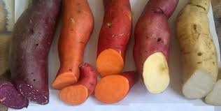 Resultado de imagem para batata doce