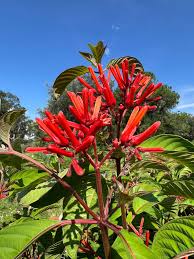 Image result for Hamelia patens