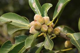Image result for Ficus burkei