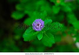 Image result for Centratherum