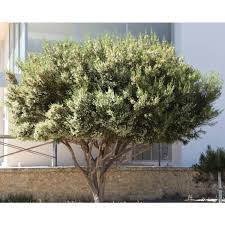 Image result for Melaleuca