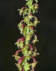 Image result for Rumex lanceolatus