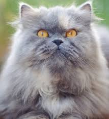British longhair are easy going, adaptable, affectionate and love to cuddle. Persian Cat Breed Info Gingivitis