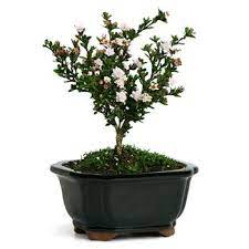 Serissa Japonica Snowrose Bonsai Tree Bonsai Bonsai Tree Succulent Gardening