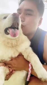 Bunso 🤍 #dogs #chowchow #stellathewhitechow #fyp #foryoupage #dogsoftiktok